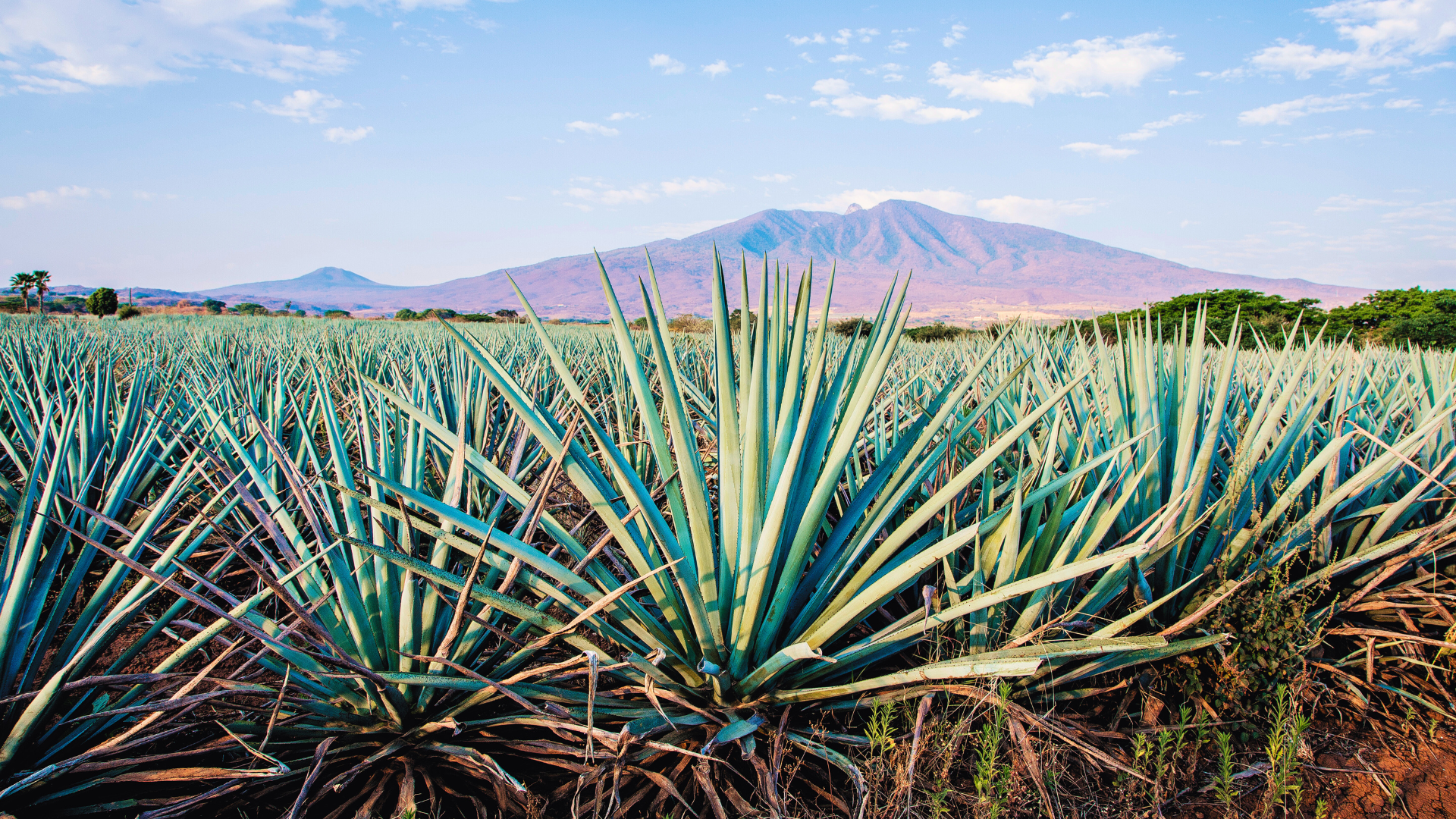 8 Tequila and Mezcal Brands Born and Bred in Mexico